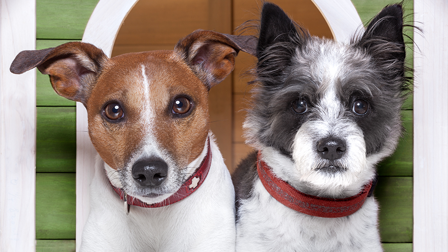 Cães com ciúmes - PetNut Alimentação Natural para Cães
