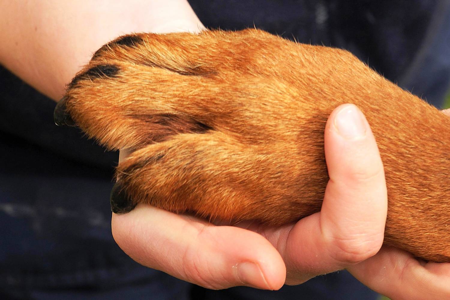 Como Saber Se A Pata Do Cachorro Quebrou 10 coisas que você precisa saber sobre as patas do seu cachorro - PetNut