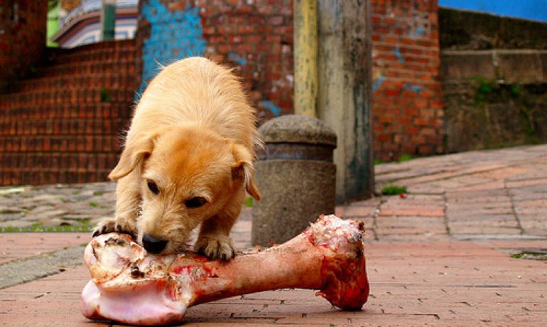 5 alimentos perigosos para nossos cães