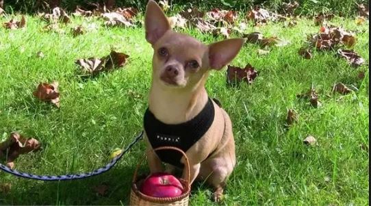 Cachorro pode comer maçã - PetNut