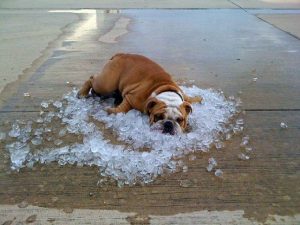 O Verão para os Cães - PetNut