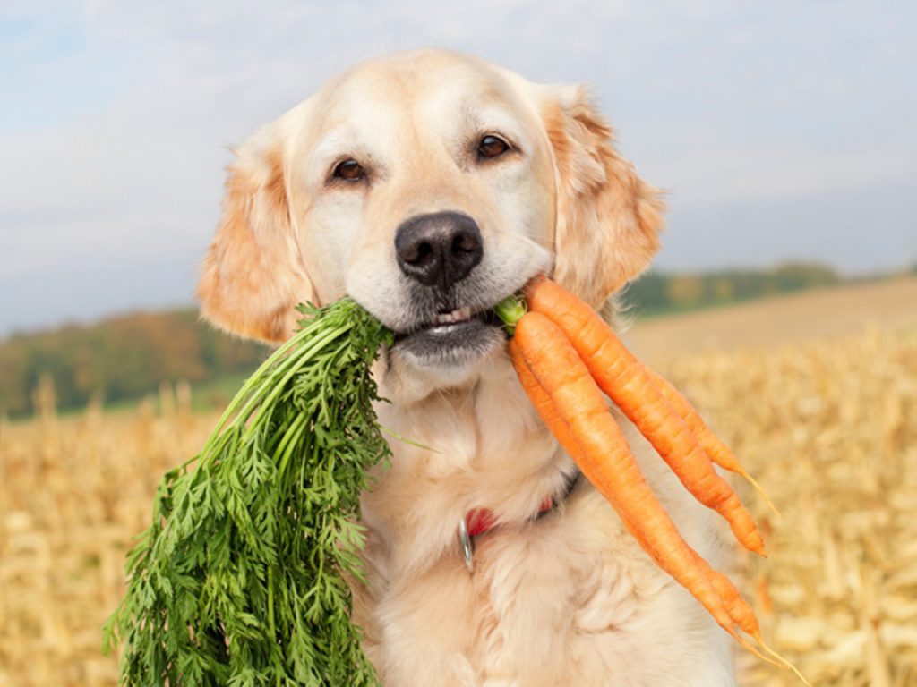 Como introduzir a alimentação natural para cães - PetNut