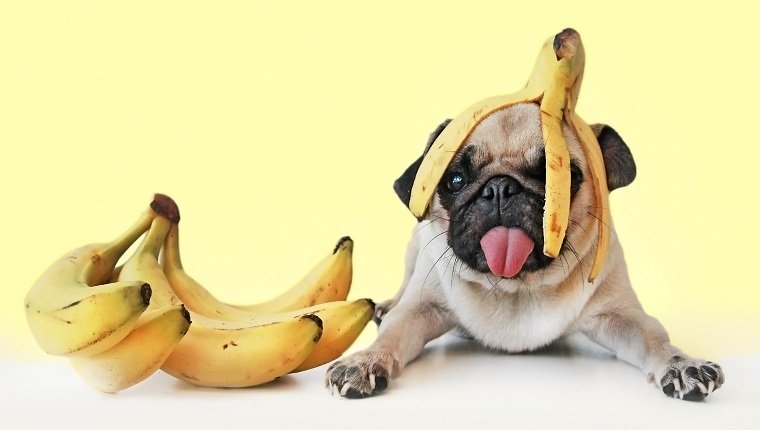 Frutas para os pets - PetNut