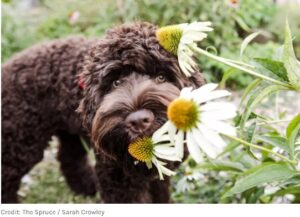 Muitas plantas são perigosas para os pets