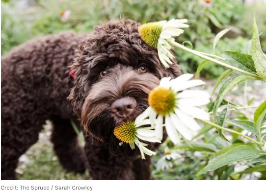 Muitas plantas são perigosas para os pets