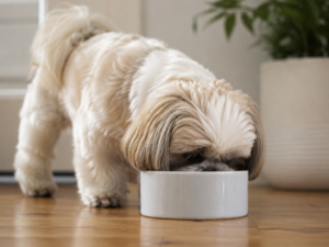 Alimentação balanceada garante a saúde do pet